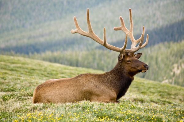 what-is-deer-antler-velvet-deer-antler-velvet