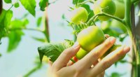  الطماطم الخضراء  - 10 فواكه صيفية صحية لنظامك الغذائي