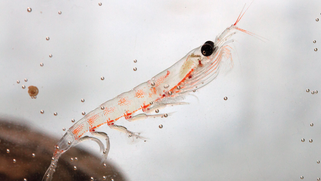 does krill oil make you gain weight