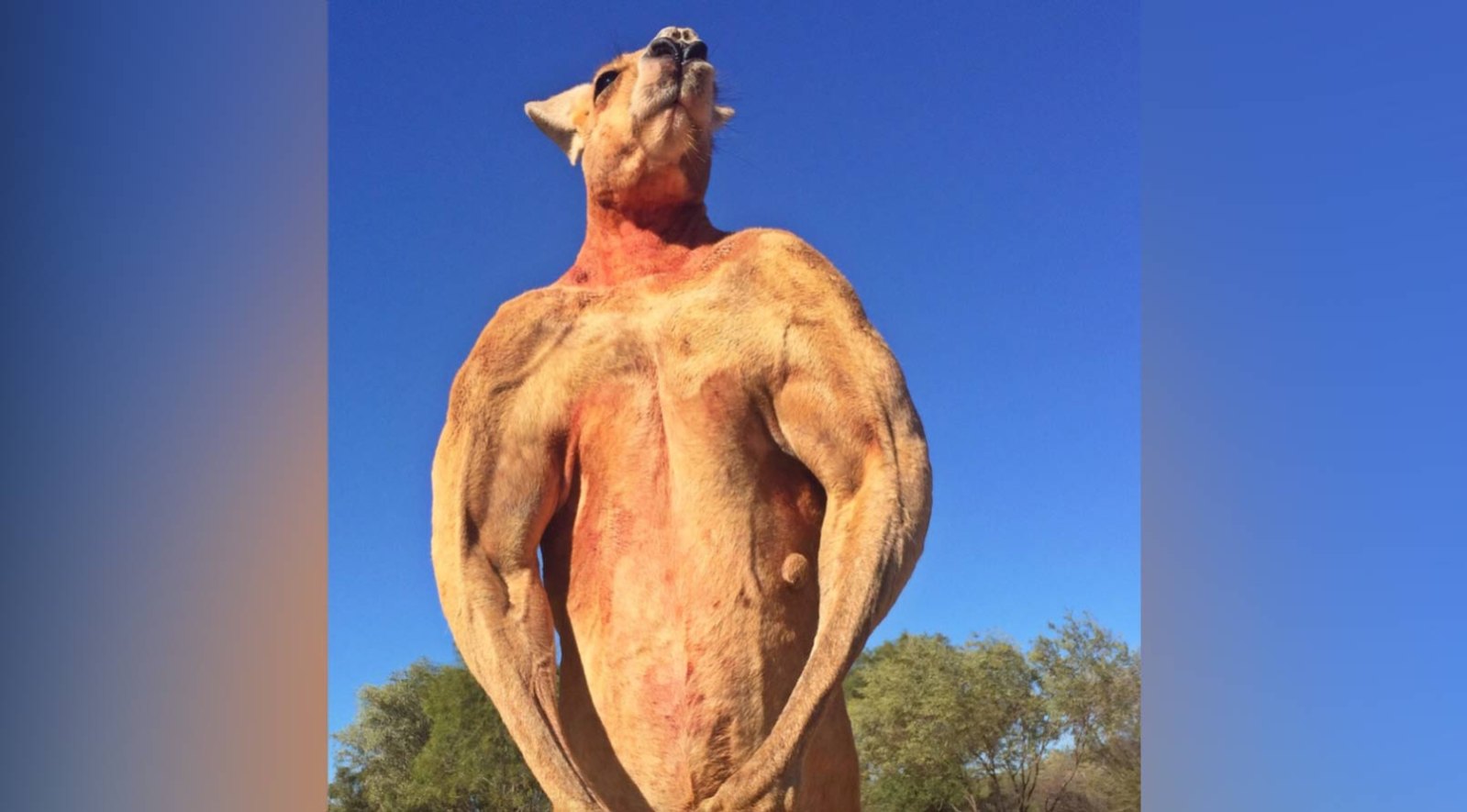 Photos These Jacked Kangaroos Are More Ripped Than You Muscle And Fitness