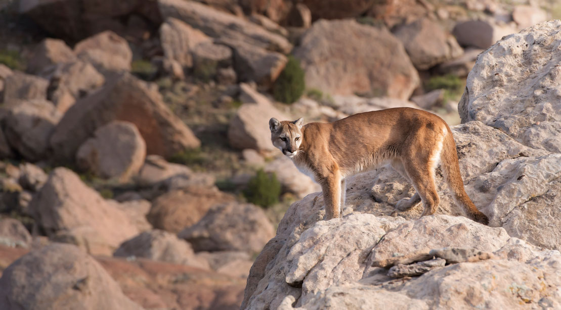 Colorado trail runner attacked by mountain lion choked cat to death with hands, arms and feet